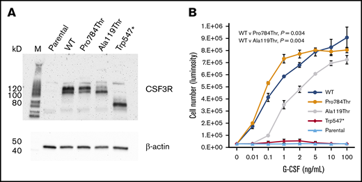 Expression and proliferative capacity of the p.Pro784Thr, p.Ala119Thr, and p.Trp547* CSF3R variants. (A) Immunoblot analysis of receptor expression in untransfected (parental) Ba/F3 cells and Ba/F3 cells transfected with WT, p.Pro784Thr, p.Ala119Thr, and p.Trp547* CSF3R. (B) Proliferative responses of cells in panel A in response to varying concentrations of G-CSF. Cell numbers were quantified using a luminescence-based assay at 48 hours after culture in the indicated concentrations of G-CSF. EC50 values calculated by dynamic curve fitting of the data for WT, p.Pro784Thr, and p.Ala119Thr were 0.25 ± 0.11, 0.05 ± 0.01, and 1.16 ± 0.08, respectively, with P values of .034 and .004 for p.Pro784Thr and p.Ala119Thr relative to WT, respectively (determined by 1-way analysis of variance). Data shown are representative of 4 independent experiments.