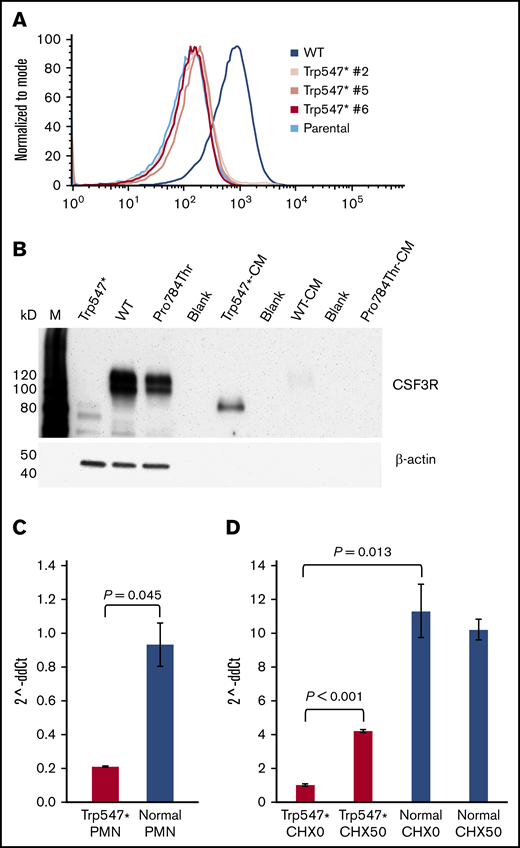 The p.Trp547* CSF3R variant abrogates receptor surface expression, induces receptor secretion, and decreases CSF3R messenger RNA (mRNA) expression. (A) Flow cytometric analysis of CSF3R (CD114) surface expression on parental Ba/F3 cells, 3 Ba/F3 clones grown from single cells expressing p.Trp547* CSF3R (Trp547* #2, Trp547* #5, and Trp547* #6), and Ba/F3 cells expressing WT CSF3R. (B) Immunoblot analysis of whole-cell lysates and conditioned media harvested from cells expressing p.Trp547* CSF3R, WT CSF3R, or p.Pro784Thr CSF3R. Lanes indicate the relevant CSF3R forms, and M denotes molecular weight markers. Lanes 1 to 3 are whole-cell lysates, and lanes 5, 7, and 9 are conditioned media (CM). Lanes 4, 6, and 8 were intentionally left empty. (C) Quantitation of CSF3R mRNA transcripts by TaqMan quantitative reverse transcription polymerase chain reaction (qRT-PCR) in neutrophils (PMNs) isolated from 3 different healthy donors (blue) and the elderly patient with the heterozygous p.Trp547* CSF3R variant (red). CSF3R mRNA expression (expressed as 2^-ddCt) in PMNs isolated from the patient with the p.Trp547* allele was 0.207 ± 0.003, compared with 0.9 ± 0.1 for PMNs isolated from 3 healthy donors. A Q test to determine if the p.Trp547* expression value was outside the range of normal values yielded a P value of .045. Error bars show standard error. (D) Analysis of nonsense-mediated decay (NMD) of CSF3R mRNA transcripts in monocytes from the same patient in panel C with a heterozygous p.Trp547* CSF3R variant. Monocytes from the patient (red) and a normal donor (blue) were incubated in vitro in the absence (CHX0) or presence of 50 μg/mL of cycloheximide (CHX50). Total CSF3R mRNA transcript levels from triplicate samples were quantified using TaqMan qRT-PCR. Basal CSF3R mRNA expression was significantly decreased in the p.Trp547* monocytes compared with normal monocytes (P = .013). After CHX treatment, a significant change in CSF3R mRNA transcripts was detected in p.Trp547* monocytes (P < .001), but not in monocytes from the normal donor (P = .570). Error bars show the standard error.