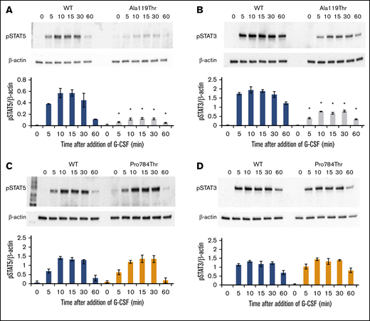 p.Ala119Thr CSF3R variants result in defective STAT activation, whereas p.Pro784Thr CSF3R variants show a trend toward increased STAT activation. Cells expressing p.Ala119Thr CSF3R (A-B), p.Pro784Thr CSF3R (C-D), or WT CSF3R (A-D) were serum and cytokine deprived for 2 hours and then stimulated with 10 ng/mL of G-CSF for the indicated times in minutes. Whole-cell lysates were immunoblotted with antibodies to phosphorylated STAT5 (pSTAT5), pSTAT3, and β-actin. Representative blots of 4 independent experiments for each CSF3R variant are shown. Densitometric analyses of the immunoblots were performed using ImageJ software. The data are presented as the ratios of pSTAT/β-actin. Error bars show the standard error. *P < .05.