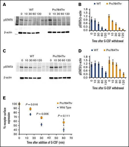 STAT dephosphorylation and delayed internalization of the p.Pro784Thr CSF3R variant. (A,C) Cells expressing p.Pro784Thr CSF3R or WT CSF3R were serum and cytokine deprived for 2 hours, stimulated with 10 ng/mL of G-CSF for 10 minutes, removed from G-CSF–containing media, and centrifuged and resuspended in lysis buffer at the indicated times in minutes. Whole-cell lysates were immunoblotted with antibodies to phosphorylated STAT5 (pSTAT5), pSTAT3, and β-actin. Representative blots of 3 independent experiments are shown (A,C), and densitometric analyses of the immunoblots were performed using ImageJ software (B,D). The data are presented as the ratios of pSTAT/β-actin. Error bars show the standard error. P values were calculated using Student t test. Statistical significance (P < .05) was not met for any of the time points; however, there was a trend toward increased pSTAT5/β-actin at 0 minutes (P = .104). (E) Receptor internalization kinetic data are shown from flow cytometric analyses of cells expressing WT or p.Pro784Thr CSF3R. Data are expressed as a percentage relative to the quantity of surface-bound CSF3R before the addition of G-CSF. WT and p.Pro784Thr receptor surface expressions were compared, and P values calculated using Student t test were .016, .006, and .111 at 15, 30, and 60 minutes, respectively.