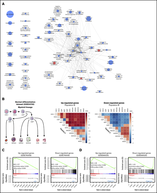 Enrichment analyses of the CODEGs in AML. (A) A network of Gene Ontology biological processes that are enriched in upregulated (red nodes) and downregulated (blue nodes) genes. Node size is proportional to fold enrichment, and edge width and transparency are proportional to the number of shared CODEGs. (B) GSEA of CODEGs throughout normal myeloid differentiation (GSE24759 data set). A differentiation hierarchy representing analyzed hematopoietic populations (left); heat maps summarizing GSEA results on upregulated and downregulated CODEGs, respectively. For each square in the heat maps, a ranked list of DEGs between denoted populations A and B was generated, the enrichment of upregulated (middle) and downregulated (right) CODEG genes was examined against the ranked list, and an enrichment score was generated. Heat map colors correspond to the normalized enrichment score in population A vs B. *Significant enrichments with nominal P < .05 and false discovery rate <0.05. HSC1, CD133+ CD34dim HSCs; HSC2, CD38− CD34+ HSCs; CMP, common myeloid progenitor; GMP, granulocyte/monocyte progenitor; MEP, megakaryocyte/erythroid progenitor; GRAN3, granulocyte (neutrophil); EOS, eosinophil; BASO, basophil; MONO2, monocyte, Ery5, CD34− CD71− GlyA+ erythroid; and MEGA2, megakaryocyte. (C) GSEA of upregulated and downregulated genes in leukemic stem cell positive (LSC+) vs negative (LSC−) populations (GSE76009 data set). (D) GSEA of upregulated and downregulated genes in AML samples at diagnosis vs relapse (GSE66525).