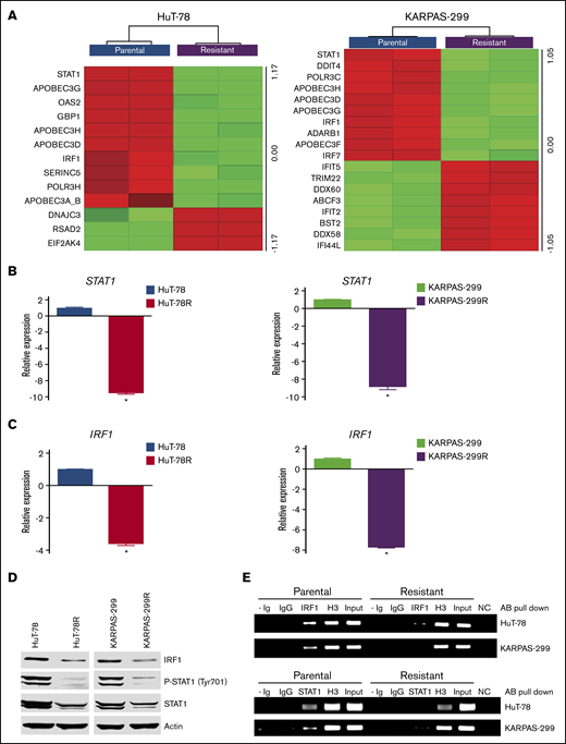 Belinostat-resistant TCL cells exhibit downregulated IRF1 and STAT1 expression. (A) Transcriptome analysis of HuT-78 and Karpas-299 parental and resistant cell lines reveal significant alterations in antiviral genes, including reductions in STAT1 and IRF1. Gene expression changes were determined by using Affymetrix expression arrays. Virus-related genes with significant induction/repression are illustrated in the heat maps. (B-C) Real-time qPCR analysis of STAT1 and IRF1 levels. STAT1 and IRF1 expression was measured by real-time qPCR in parental and belinostat-resistant TCL cells. Data are shown as mean ± SD (n = 3). *P < .05 indicates a significant difference compared with parental cells. (D) STAT1 and IRF1 protein expression is decreased in belinostat-resistant TCL cells. IRF1, phospho-STAT1, and STAT1 protein expression was determined by immunoblotting. (E) Belinostat-resistant cells show reduced IRF1 and STAT1 promoter site binding. ChIP assays were used to quantify the binding of IRF1 and STAT1 to their respective promoters. Absence of Ig (- Ig) served as a negative control, and normal rabbit IgG was used as an isotype control. Histone H3 (H3) served as a positive control, and chromatin input was used as a loading control. NC represents a negative control for the PCR reaction.