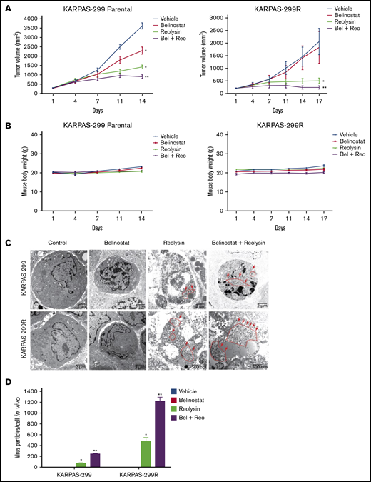 The combination of Reolysin and belinostat results in significantly enhanced antilymphoma activity and reovirus replication in parental and belinostat-resistant Karpas-299 tumors. (A) Reolysin enhances the antilymphoma activity of belinostat in vivo in both Karpas-299 parental (left) and belinostat-resistant tumors (right). Karpas-299 parental and belinostat-resistant tumors were established in NOD-SCID mice. Mice were treated with 5.0 × 106 TCID50 Reolysin once per week intratumorally, 50 mg/kg belinostat once per day intraperitoneally, or the combination of both agents. Tumor volume was measured twice per week. Data are shown as mean ± SEM (n = 10). *P < .05 indicates a significant difference compared with vehicle control or **P < .05 compared with either belinostat or Reolysin single agent treatment. (B) The combination of Reolysin and belinostat is well tolerated in mice. Parental and belinostat-resistant Karpas-299 tumors were established in immunodeficient NOD-SCID mice. Mice were then treated with 5.0 × 106 TCID50 Reolysin, 50 mg/kg belinostat, and the combination. Mouse body weight was measured twice per week. Data are shown as mean ± SD (n = 10). No significant animal weight loss was observed in any of the groups. (C) Reovirus accumulation is significantly greater in belinostat-resistant tumors and when given in combination with belinostat. Tumors were harvested at the end of treatment, and reovirus replication was visualized by electron microscopy. Arrows denote reovirus particles. (D) Quantification of reovirus particles inside parental and belinostat-resistant Karpas-299 tumors. Reovirus accumulation was determined by counting viral particles using ImageJ software. Data are shown as mean ± SD (n = 3). *P < .05 indicates a significant difference from vehicle or belinostat or **P < .05 for treatment with Reolysin monotherapy.