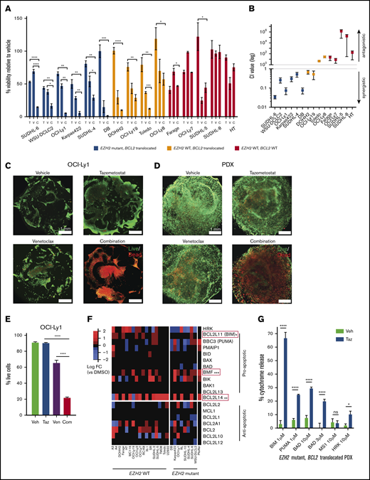 Combination therapy with EZH2 and Bcl-2 inhibitors has in vitro antitumor activity in DLBCL model systems. (A) Cell viability, as measured by CellTiter-Glo, in a panel of DLBCL cell lines treated with vehicle, venetoclax alone (V), tazemetostat alone (T), or venetoclax and tazemetostat in combination (C). Drug dosing for each cell line was optimized to approximate 50% killing (supplemental Table 2). Results represent the mean of 3 biologic replicates, each of which was performed in experimental triplicates. Error bars represent standard error of the mean (SEM). (B) Confidence interval value for DLBCL cells treated with vehicle, venetoclax alone, tazemetostat alone, or venetoclax and tazemetostat in combination over a range of doses at fixed ratios (supplemental Table 3). Cell viability was measured using CellTiter-Glo. Synergy was calculated using CompuSyn. Results represent the mean of 3 biologic replicates, each of which was performed in experimental triplicates. Error bars represent SEM. (C-D) Immunofluorescence of DLBCL organoids treated with vehicle, 50 nM venetoclax, 5 μM tazemetostat, or venetoclax and tazemetostat in combination. Live and dead cells were identified by calcein-AM and ethidium homodimer, respectively, on day 8. Image were obtained on a Nikon TE200U microscope. (E) Percentage of live OCI-Ly1 cells by flow cytometry. Cells were stained for live and dead populations using a LIVE/DEAD Fixable Far Red Dead Cell Stain Kit (Thermo Fisher Scientific; cat. no. L34974). (F) Heat map showing RNA sequencing log2 fold change in BCL2 family members in DLBCL cell lines treated with vehicle vs tazemetostat. The Wilcoxon test was used to determine statistical significance. (G) BH3 profiling of DLBCL PDX cells treated with tazemetostat or vehicle. BIM and PUMA evaluate general priming, BAD evaluates Bcl-2–specific priming, MS1 evaluates MCL-1 priming, and HRK evaluates BCL-XL priming. Error bars represent SEM. *P < .05, **P < .01, ***P < .001, ****P < .0001. Com, combination; ns, not significant; Taz, tazemetostat; Veh, vehicle; Ven, venetoclax.