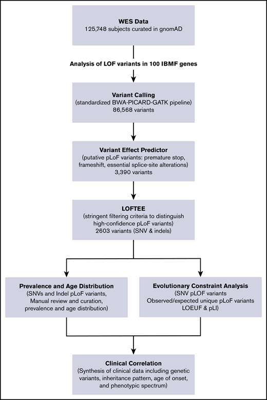 IBMF variant analysis pipeline. The flowchart of the analytical workflow for analysis of pLoF variants in 100 genes linked to IBMF and hematologic malignancy predisposition. RPS17 is located in a segmental duplication and thus is not amenable to sequence-based analysis in the gnomAD data set. indels, insertions/deletions; WES, whole-exome sequencing.