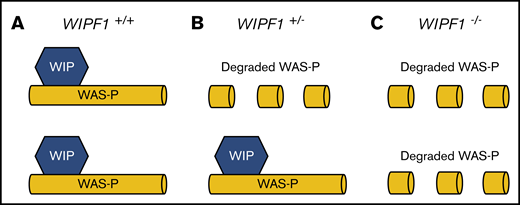 Model of molecular pathogenesis of WIPF1 haploinsufficiency. A schematic diagram for the proposed model of molecular pathogenesis of WIPF1 haploinsufficiency. WIP is the protein product of WIPF1 and is required to bind and stabilize WAS protein (WAS-P) at the N terminus. (A) In individuals with 2 wild-type copies of WIPF1, there are normal levels of WAS messenger RNA (mRNA) and WAS-P. (B) In heterozygotes for WIPF1 LoF, there is less WAS-P despite normal WAS mRNA levels. (C) Similarly, for biallelic WIPF1 LoF, there is barely detectable WAS-P in the setting of normal WAS mRNA. Individuals with biallelic WIPF1 mutations have WAS type 2.