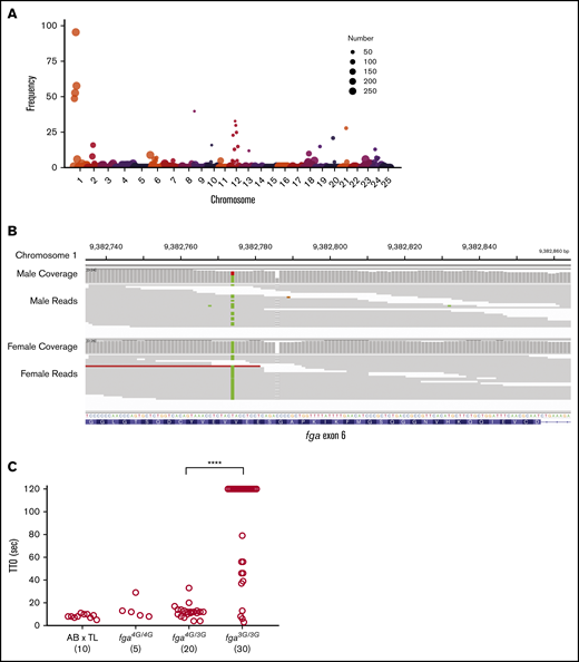 Whole-genome sequencing reveals the fga exon 6 polymorphism in the AB × TL genetic background. (A) Frequency of homozygous markers moving across the genome in 3 million base-pair intervals identifies a major peak on chromosome 1 in the region of the fga locus. The circle size represents the number of informative markers in that interval. Circles with the number 250 represent a range from 250 to 4500, for easier visualization. (B) Integrative Genomics Viewer (IGV) visualization of whole-genome sequencing data for fga exon 6. The arrow indicates the site of the GGGG/GGG exon 6 polymorphism; male is heterozygous and female is homozygous GGG. Read coverage is >20 for the entire region. (C) AB × TL fish hybrids that are not homozygous for the exon 6 (3G) polymorphism display rapid vessel occlusion of the PCV in response to laser injury. Offspring produced from group matings of parents with mixed fga genotypes were subjected to laser injury and TTO analysis, followed by genotyping. Larvae homozygous for the 3G polymorphism displayed an increased TTO. fga4G/4G, fga4G/3G, and fga3G/3G indicate fga exon 6 GGGG or GGG alleles, respectively. ****P < .0001 when the data from bracketed groups were compared in a Mann-Whitney U test.