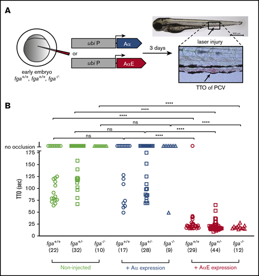Reversal of a venous thrombosis defect and afibrinogenemia with fibrinogen AαE, but not Aα, expression in early zebrafish larvae. (A) One- to 2-cell embryos from an fga+/− in cross mating were microinjected with reagents for transgenic expression of fibrinogen Aα or AαE cDNAs under the control of a ubb (ubi P) promoter sequence. At 3 dpf, TTO was measured after laser injury of the PCV as illustrated. (B) Results are shown with the fga genotype, number of larvae used in brackets, and, where appropriate, cDNA expressed on the y-axis. Each shape represents an individual larva. Mann-Whitney U tests were made to test for statistical significance of differences between groups (****P < .0001).