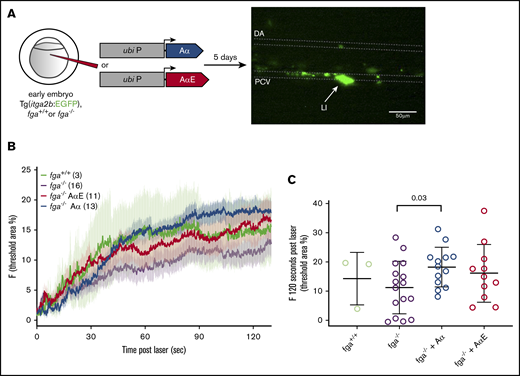 Effect of fibrinogen Aα or AαE expression on laser-induced thrombocyte binding and aggregation in 5-dpf zebrafish larvae. (A) One- to 2-cell zebrafish embryos with the fga+/+ or fga−/− genotype, hemizygous for the itga2b:EGFP transgene, were microinjected for expression of fibrinogen Aα or AαE cDNA. At 5 dpf, laser injuries were made in the PCV and green fluorescent thrombocytes accumulating within a defined area measured over time, which is shown schematically. The dorsal aorta (DA), PCV, and laser-injury (LI) position are labeled. Scale bar, 50 μm. (B) The mean fluorescence for each experimental group is plotted as a line against time, with error bars representing the standard error of the mean for each group; the number of larvae per group is denoted in the figure. Given the broad variability in this assay, we compared the accumulated fluorescence of each group at 60, 90, and 120 seconds after laser injury. (C) The results at 120 seconds postlaser are given with individual larvae shown and the mean and standard deviation. Means for each group were compared using unpaired Student t tests; the results are given in supplemental Tables 4-6.