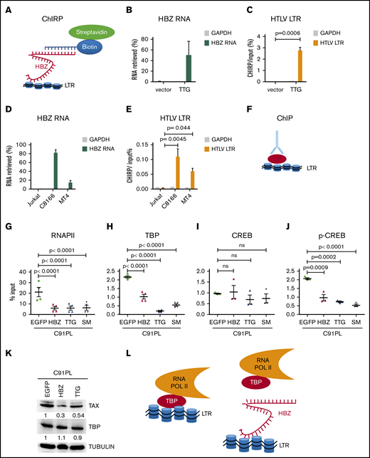 HBZ RNA inhibits interaction of TBP with LTR chromatin. (A) Schematic representation of ChIRP. Biotinylated probes (supplemental Table 2) were hybridized to target HBZ RNA, and chromatin complexes were purified using magnetic streptavidin beads. (B) Enrichment of HBZ RNA in ChIRP precipitates from CHOK1-LTRLuc cells transfected with pME18Sneo or pME18Sneo-TTG plasmids. Data are percentages of HBZ and GAPDH RNAs retrieved relatively to the input DNA from RNA fractions. (C) LTR chromatin was precipitated with HBZ-specific biotinylated probes. DNA was eluted and amplified by qPCR using GAPDH or HTLV U3-R LTR primers (LTR1; supplemental Table 1). (D) Retrieval of HBZ RNA-specific RNA by ChIRP. The RNA fraction of ChIRP precipitates from control Jurkat T cells and HTLV-1–infected lymphocytes (C8166 and MT4) was extracted and analyzed by RT-qPCR, using primers against GADPH and HBZ RNAs (HBZ2; supplemental Table 1). (E) DNA fraction from ChIRP of Jurkat, C8166, and MT4 was extracted and analyzed by qPCR using primers against HTLV LTR (LTR1) and a control locus (GADPH). (F) Schematic representation of ChIP. (G-H) C91PL lymphocytes transduced with pUCOE-SFFV-EGFP, HBZ, TTG, or SM lentiviruses were analyzed by ChIP using antibodies specific for RNAPII (G), TBP (H), CREB (I), and CREB phosphorylated at serine 133 (p-CREB; J). Data shown are percentages of LTR DNA immunoprecipitated from the input before ChIP. The values are averages and mean standard error of at least 3 independent experiments. (K) C91PL lymphocytes expressing EGFP, HBZ, or TTG (Figure 1) were analyzed by immunoblot using anti-TAX, anti-TBP, and anti-tubulin antibodies. Numbers indicate the mean quantification of band luminescence intensities of TAX and TBP relative to tubulin obtained from 2 independent experiments. Statistical significances were calculated using analysis of variance and the Tukey post hoc test. (L) Model of inhibition of 5′LTR-directed transcription by HBZ RNA.