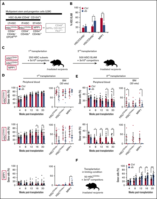 Progressive erosion of the HSC self-renewal potential in obesity. (A) Scheme showing the phenotypic definition of HSC subsets in the HSC-SLAM compartment. IT, intermediate term; LT, long term; ST, short term. (B) Mean percentage ± standard deviation (SD) of HSC subsets (defined by CD34 and CD49b expression) that composed the HSC-SLAM compartment in the bone marrow (BM) of 4-month-old control (Ctrl) and db mice (n = 3). (C) Experimental scheme used to functionally test HSC subsets in a serial transplantation assay. (D-E) Serial competitive transplantation assays in nonlimiting conditions for HSCCD49b– (upper panels), HSCCD49b+ (central panels) and MPP1 (lower panels) subsets isolated from the BM of 4-month-old control and db mice. Hematopoietic reconstitution in primary (D) and secondary (E) recipients. Graphs indicate peripheral blood (PB) chimerism over time (left) and BM chimerism for HSC subsets 20 weeks after transplantation (right). Results from 2 independent experiments are expressed as means ± SD (n = 9-14 for primary and n = 5-11 for secondary transplantation). (F) Competitive transplantation assay for HSCCD49b– subsets in limiting condition (50 cells per recipient). Graphs indicate PB chimerism over time (n = 9-11). Results from 2 independent experiments are expressed as means ± SD. Two-way ANOVA with Sidak’s post hoc test; *P ≤ .05; **P ≤ .01; ***P ≤ .005.