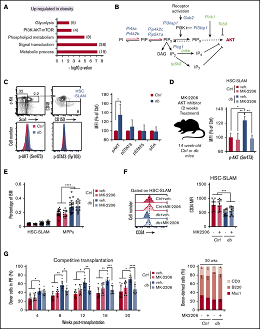 Impact of constitutive AKT activation on HSC function in obesity. (A) Gene set enrichment analysis (GSEA) for upregulated genes in db HSC-SLAMs. Numbers in parentheses show the number of genes in indicated gene sets. (B) Scheme of manually curated upregulated (blue) and downregulated (green) genes in HSC-SLAMs identified by genome-wide gene expression analysis and linked to the phosphatidylinositol pathway and AKT signaling. (C) Representative fluorescence-activated cell sorting (FACS) plot and histogram (left panel) showing the gating strategy and levels of AKT and STAT3 phosphorylation in the HSC-SLAM compartment isolated from the BM of 4-month-old control and db mice. Right panel shows relative average mean fluorescence intensity (MFI) ± standard deviation (SD) of AKT, STAT3, STAT5, and pERK phosphorylation in db HSCs compared with control (n = 5). Student t test; *P ≤ .05. (D) Experimental scheme for in vivo pharmacologic AKT inhibition (left panel). Right panel shows relative average MFI ± SD of AKT phosphorylation in each experimental group (n = 3). Two-way ANOVA with Tukey’s post hoc test; *P ≤ .05; **P ≤ .01. (E) Mean percentage ± SD of HSC-SLAMs and MPPs (LSK CD48+) in the BM of 4-month-old control and db mice treated with vehicle (veh) or the AKT inhibitor MK-2206 for 2 weeks (n = 12-20 from 5 independent cohorts). Two-way ANOVA with Tukey’s post hoc test; ****P ≤ .0001. (F) Representative FACS histogram (left panel) and average MFI ± SD (right panel) showing levels of CD34 marker on HSC-SLAMs isolated from 4-month-old control and db mice treated with vehicle or the AKT inhibitor MK-2206 for 2 weeks (n = 11-12 from 5 independent cohorts). Two-way ANOVA with Tukey’s post hoc test; ***P ≤ .0005. (G) PB chimerism in competitive reconstitution assays using purified HSC-SLAMs isolated from the BM of control and db mice treated with vehicle or the AKT inhibitor MK-2206 for 2 weeks. The right graph shows myeloid and lymphoid PB chimerism 20 weeks after transplantation. Results are expressed as mean ± SD (n = 7-8 from 2 independent experiments). Two-way ANOVA with Sidak’s post hoc test; *P ≤ .05; **P ≤ .01; ***P ≤ .001; ****P ≤ .0001.