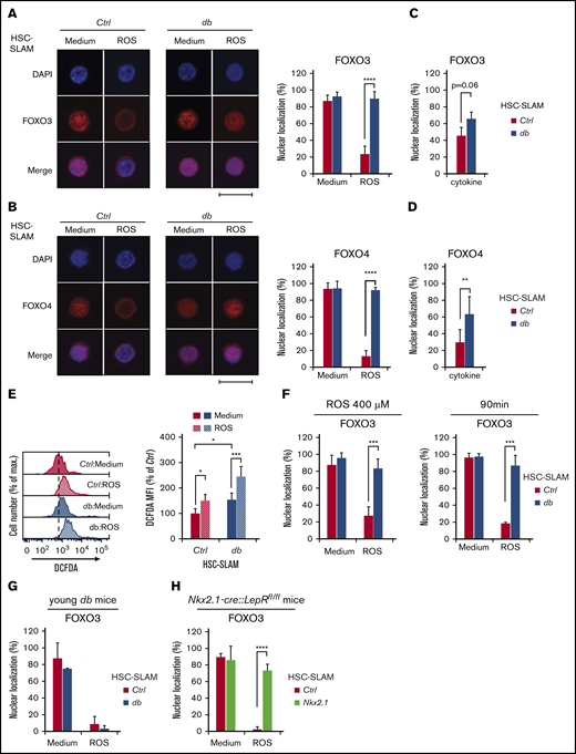 Altered FOXO response to oxidative stress in obesity-primed HSCs. (A-B) Representative images (left) of immunofluorescence analysis of FOXO3 (A) and FOXO4 (B) subcellular localization in HSC-SLAMs, isolated from 4-month-old control and db mice, after 30 minutes in vitro treatment with medium or ROS (H2O2: 100 µM). Scale bar, 10 µm. Graphs (right) indicate the mean percentage ± standard deviation (SD) of HSC-SLAMs presenting FOXO3 and FOXO4 nuclear localization (n = 3-5 with more than 50 individual cells analyzed in each condition). Two-way ANOVA with Sidak’s post hoc tes; ****P ≤ .0001. (C-D) Mean percentage ± SD of control and db HSC-SLAMs presenting FOXO3 (C) and FOXO4 (D) nuclear localization after 30 minutes of in vitro treatment with stem cell factor and thrombopoietin (20 ng/mL) (n = 3 with more than 50 individual cells analyzed in each condition). Two-way ANOVA with Sidak’s post hoc test; **P ≤ .01. (E) Representative FACS histogram (left panel) and relative average mean fluorescence intensity ± SD (right panel) showing levels of intracellular ROS detected by 2′,7′-dichlorofluorescin diacetate staining in HSC-SLAMs isolated from 4-month-old control and db mice after 30 minutes of in vitro treatment with medium or ROS (H2O2: 100 µM) (n = 6). Two-way ANOVA with Tukey’s post hoc test; *P ≤ .05; ***P ≤ .0005. (F) Impact of ROS intensity and duration. Mean percentage ± SD of control and db HSC-SLAMs presenting FOXO3 nuclear localization after 30 minutes of in vitro treatment with medium or ROS (H2O2: 100 µM) (n = 3). Two-way ANOVA with Sidak’s post hoc test; ***P ≤ .001. (G-H) Mean percentage ± SD of HSC-SLAMs presenting FOXO nuclear localization when isolated from juvenile 5-week-old db mice (before obesity onset) (n = 2) (G) or 4-month-old Nkx2.1-CRE::LepRfl/fl obese mice with neuron-specific Lepr deletion (n = 3) (H) and treated for 30 minutes in vitro with medium or ROS (H2O2: 100 µM). Two-way ANOVA with Sidak’s post hoc test; ****P ≤ .0001.