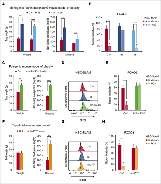 Hyperglycemia drives the alteration of oxidative stress response in HSCs. (A-B) Comparison of leptin-dependent db and ob mouse models of obesity. (A) Bodyweight and nonfasting blood glucose of 4-month-old db and ob mice compared with their respective littermate controls (n = 9-21). (B) Mean percentage ± standard deviation (SD) of db and ob HSC-SLAMs presenting FOXO nuclear localization after 30 minutes of in vitro treatment with medium or ROS (H2O2: 100 µM) (n = 5 with 50 cells measured per condition per experiment). (C-H) Analyses of (C-E) a polygenic mouse model of obesity (MS-NASH/male) and (F-H) a mouse model of type I diabetes (Ins2Akita/male). (C,F) Mean bodyweight and nonfasting blood glucose ± SD of 4-month-old MS-NASH and Ins2Akita male mice compared with their respective littermate controls (n = 2-4). (D,G) Representative FACS histogram showing levels of intracellular ROS detected by DCFDA in HSC-SLAMs isolated from MS-NASH and Ins2Akita mice compared with age- and sex-matched littermate and db control (representative of 2-3 independent experiments). (E,H) Mean percentage ± SD of MS-NASH and Ins2Akita HSC-SLAMs presenting FOXO nuclear localization after 30 minutes of in vitro treatment with medium or ROS (H2O2: 100 µM) (n = 2-4, with 50 cells measured per condition per experiment). Two-way ANOVA with Sidak’s post hoc test, except for panels C and F for which unpaired, 2-tailed Student t tests were used; **P < .01; ***P < .001; ****P ≤ .0001.