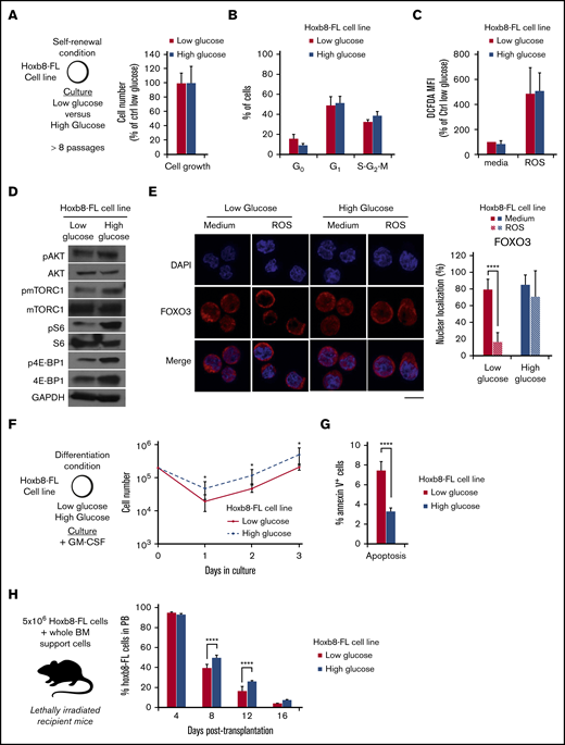 In vitro high glucose condition alters FOXO protein function in Hoxb8-FL cells. (A-B) Experimental scheme and Hoxb8-FL cell line growth condition in low (11.1 mM) and high (55 mM) glucose media. Mean percentage ± standard deviation (SD) of the relative cell number counted (A) and cell cycle analysis (B) measured by Hoechst 33342/Ki67 staining after 3-day culture. (C) Relative average mean fluorescence intensity ± SD showing levels of intracellular ROS detected by DCFDA in Hoxb8-FL cells cultured in low and high glucose condition at steady state or upon oxidative challenge (30 minutes; H2O2: 100 µM). (D) Immunoblot analysis of signaling proteins in 6 × 105 Hoxb8-FL cells, cultured in low and high glucose condition. Immunoblots are representative of 2 independent experiments. (E) Representative images of immunofluorescence analysis of FOXO3 subcellular localization in Hoxb8-FL cell line culture in low and high glucose condition after 30 minutes of in vitro treatment with medium or ROS (H2O2: 100 µM). Scale bar, 10 µm. Graph (right) indicates the mean percentage ± SD of Hoxb8-FL cells presenting FOXO3 nuclear localization (n = 3 with more than 50 individual cells analyzed in each condition). Two-way ANOVA with Sidak’s post hoc test; ****P ≤ .0001. (F-G) In vitro culture of low and high glucose adapted Hoxb8-FL cells in granulo-macrophagic differentiation condition. (F) Cell numbers over time. (G) Results are expressed as mean cell numbers ± SD. Level of apoptosis in low and high glucose adapted Hoxb8-FL cell, 6 hours after switching from self-renewing to differentiation culture conditions. Results are expressed as mean of annexin V+ cells ± SD (n = 4). Unpaired, 2-tailed Student t test; *P < .05; ****P < .0001. (H) In vivo differentiation of low and high glucose adapted Hoxb8-FL cells. Mean percentage of chimerism ± SD in the PB of lethally irradiated mice transplanted with Hoxb8-FL cells (n = 4). GM-CSF, granulocyte-macrophage colony-stimulating factor. Two-way ANOVA with Sidak’s post hoc test; ****P ≤ .0001.