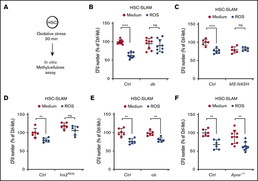 Increased HSC resistance to oxidative stress in diabetic mouse models. (A-F) In vitro activity of HSC-SLAMs tested in methylcellulose assay after 30 minutes of in vitro treatment with medium or ROS (H2O2: 100 µM). (A) Experimental scheme. (B) Relative clonogenic activity of HSC-SLAMs isolated from db (B), MS-NASH (C), Ins2Akita (D), ob (E), and Apoe−/− (F) mouse models compared with their respective controls. Graph indicates the relative percentage ± standard deviation of colony number in each condition (n = 3 performed in triplicate). Two-way ANOVA with Sidak’s post hoc test; **P ≤ .0001; ****P ≤ .0001.