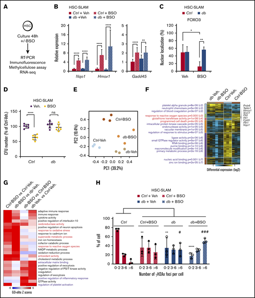 Long-term HSC alterations in a hyperglycemic environment. HSC-SLAMs isolated from 4-month-old control and db mice, assayed after 48 hours of in vitro culture in the presence or absence of BSO. (A) Experimental scheme. (B) Real-time polymerase chain reaction analysis after culture showing the relative expression of the oxidative response gene Nqo1, Hmox1, and Gadd45. Graph indicates the relative percentage expression ± standard deviation (SD) (n = 2 performed in sextuplets). (C) Mean percentage ± SD of cells presenting FOXO nuclear localization (n = 5, with 50 cells measured per condition per experiment). (D) Relative percentage ± SD of colony number obtained in methylcellulose assay for each condition (n = 2 performed in triplicate). (E-G) RNA sequencing on control and db HSC-SLAMs cultured with and without BSO (n = 3 for each condition). (E) Principal component analysis (PCA) visualization of the first 2 principal components of all expressed genes. (F) Hierarchically clustered heatmap of differentially expressed genes (n = 2105; fold >1.5; empirical Bayes t test; P < .05) with statistically enriched GO biological processes (left) and example genes associated with prototypical oxidative response (right). (G) GO-Elite heatmap of paired relative enrichment for GO biological processes among upregulated genes. (H) Quantification of γH2AX foci (n = 3, with 50 cells measured per condition per experiment). Two-way ANOVA with Sidak’s post hoc test; *P < .05; **P < .01; ****P ≤ .0001; # P < .05; ### P < .001.
