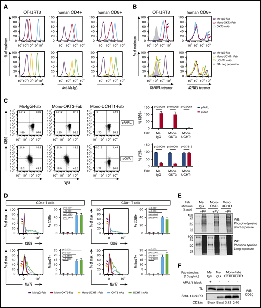 Mono-OKT3-Fab binds to human T cells and induces CD3Δc without blocking TCR-antigen interactions or initiating early T-cell signaling. (A) Mono-OKT3-Fab and mono-UCHT1-Fab bind T cells, detected by positive secondary anti-Ms-IgG staining by flow cytometry of OT-I.JRT3 cells and primary human CD4 and CD8 T cells from PBMCs. (B) Mono-OKT3-Fab does not block TCR-antigen binding, in contrast to mono-UCHT1-Fab. OT-I.JRT3 or CD8 T cells isolated from PBMCs that were previously expanded with NLV peptide were preincubated with indicated immunoglobulins and stained for binding of Kb/OVA-tetramer (B, left) or A2/NLV-tetramer (B, right), respectively. (C) Mono-OKT3-Fab does not impair the T-cell response to cognate antigen, unlike mono-UCHT1-Fab. OT-I.JRT3 cells were cultured with null peptide (pFARL) or antigenic peptide (pOVA) presented on T2-Kb APCs in the presence of indicated immunoglobulins and analyzed for CD69 upregulation and TCR downregulation. Frequencies of CD69(+) and Vβ5(+) cells are shown (mean ± SD from triplicate samples, 2-tailed unpaired Student t test). (D-E) Binding of mono-Fabs does not stimulate T cells in the absence of antigen. (D) PBMCs were incubated with indicated immunoglobulins, after which CD4 and CD8 T cells were analyzed for the induction of surface CD69 and intracellular Nur77 by flow cytometry. Frequencies of CD69(+) and Nur77(+) T cells are shown (mean ± SD from triplicate samples, 2-tailed unpaired Student t test). (E) PBMCs were incubated with indicated immunoglobulins in the presence or absence of pervanadate (PV). Phosphotyrosine was detected by western blot (WB) of equivalent cell lysates. (F) Mono-Fabs induce CD3Δc. PBMC lysates were incubated with APA1/1 (to block CD3 pull-down), Ms-IgG-Fab (to reveal basal level of CD3Δc), or mono-Fabs (test conditions) and assessed for induction of CD3Δc by the CD3 pull-down assay. Post-CD3Δc open conformation was detected with anti-CD3ζ by western blot. Inducible CD3Δc is measured by fold-increase over basal level. TL, total lysate before pull-down. Data are representative of ≥3 independent experiments. Ms-IgG-Fab, negative control.