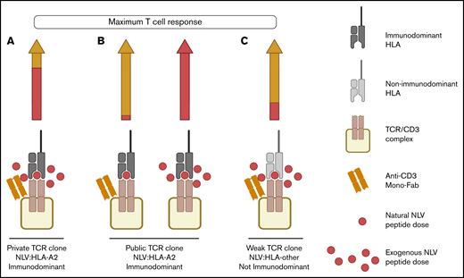 Different T-cell clonal signatures of maximal recall response to NLV when providing copotentiation with anti-CD3 mono-Fab. (A) Maximum recall response of private immunodominant TCR clones to exogenous NLV is mainly caused by the peptide (arrow, red segment), with a smaller contribution coming from copotentiation delivered by anti-CD3 mono-Fab (arrow, yellow segment). (B) Maximum recall immunodominant response of public TCR clones to NLV is driven by either (1) copotentiation (left arrow, yellow segment), with the smallest contribution from natural amounts of NLV presented in HCMV(+) APCs; or (2) exogenous NLV alone (right arrow). (C) NLV weak TCR clones reach their maximum recall response to exogenous NLV mainly by copotentiation (arrow, yellow segment), with a smaller contribution coming from exogenous NLV peptide (arrow, red segment). Created with BioRender.