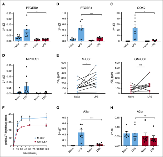 M-CSF–, but not GM-CSF–derived human macrophages, upregulate components of the Ado and PGE2pathways after LPS stimulation. Human monocytes were cultured in M-CSF (light blue bars/points) or GM-CSF (red bars/points) for 7 days and then stimulated with LPS (10 ng/mL) on day 7. Relative messenger RNA (mRNA) expression (2-ΔCT) of the surface receptors for PGE2: PTGER2 (n = 6 donors) (A) and PTGER4 (B) were analyzed by real-time quantitative polymerase chain reaction (qPCR) after LPS stimulation for 4 hours (n = 6 donors). mRNA expression for components of the PGE2 synthesis pathway: COX2 (n = 7 donors) (C) and MPGES1 (D) were analyzed by real-time qPCR after LPS stimulation for 4 hours (n = 7 donors). (E) PGE2 levels in the supernatants of M-CSF and GM-CSF macrophages stimulated with LPS for 24 hours were measured by competitive ELISA (n = 10 donors). (F) ATP (picomoles) was degraded by resting M-CSF (light blue) and GM-CSF (red) macrophages over time and expressed per microgram of protein (n = 3 donors). mRNA expression of the surface receptors for Ado: A2AR (n = 6 donors) (G) and A2BR (n = 6 donors) (H) were analyzed by real-time qPCR after LPS stimulation for 4 hours. Error bars represent standard error of the mean (SEM). *P ≤ .05; **P ≤ .01; ***P ≤ .001; ****P ≤ .0001. ns, not significant.
