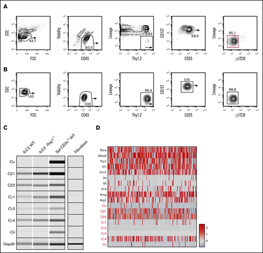 Lung ILC2s isolated from naïve WT mice also display high levels of TCR constant region transcripts. (A) Naïve lung ILC2s from adult WT mice were isolated based on CD45+Lin–Thy1.2+CD127+CD25+γδTCR– surface markers with 2 rounds of cell sorting (red gate). Lung tissues were pooled from 8 to 9 sex- and age-matched mice for optimal yield. (B) Fluorescence-activated cell sorting (FACS) plots showing enriched lung ILC2 population before downstream PCR analysis. The purified population was tested for potential γδT cell contamination. (C) RT-PCR was performed on both WT and Rag1−/− ILC2s to verify the expression of TCR constant region genes seen in cecal ILC2s. WT CD3+ splenocytes (Spl–CD3ε+ WT) were used as a positive control and fibroblasts cultured from fibro/adipogenic progenitors were used as a negative control for sterile TCR mRNA expression. Glyceraldehyde-3-phosphate dehydrogenase (Gapdh) primers were used as a loading control. (D) scRNA-seq analysis of independently sorted lung CD45+Lin–RORa+/− cells. ILC2 cluster was identified based on ILC2-specific gene expression (Areg, Il7r, Rora, Gata3) and a relative expression heatmap of TCR constant genes was created to complement the RT-PCR data. FSC, forward scatter; SSC, side scatter.