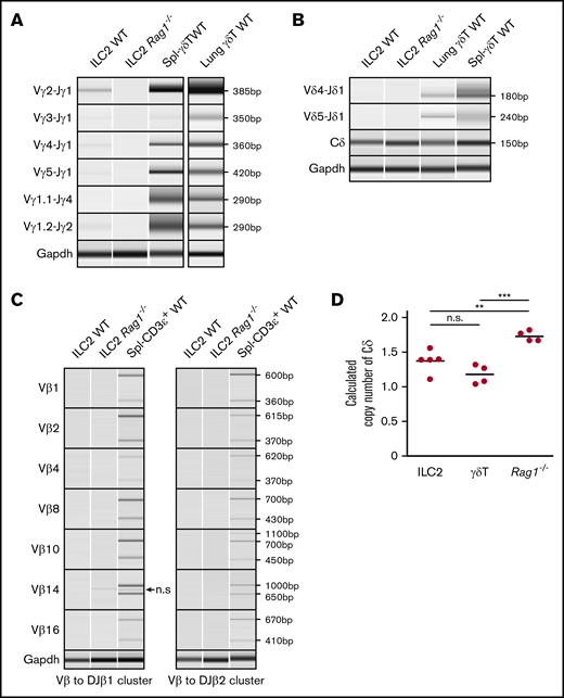 TCRγ locus is rearranged and TCRδ locus is deleted in ILC2s. (A-C) Genomic PCR of select TCRγ, TCRδ, and TCRβ gene rearrangement permutations in lung ILC2s. (Α-Β) Splenic γδT cells and lung γδT cells were used as positive controls and (A-C) lung ILC2s from Rag1−/− mice were used as a negative control. Nonspecific (n.s.) amplicon in panel C is marked by an arrow. Gapdh was used as a control for genomic PCR. (D) Copy number variation assay of WT lung ILC2s and γδT cells by real-time qPCR. Splenocytes from Rag1−/− mice were used as a reference since they retain 2 copies of germline TCRδ alleles. Significance was determined by Student t test. **P < .01; ***P < .001. n.s., not significant (panel D).