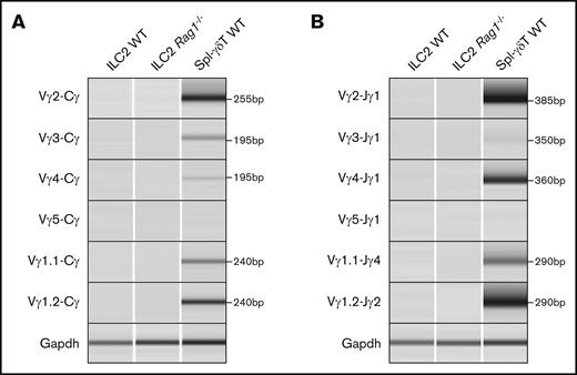 ILC2s do not transcribe the rearranged TCRγ locus. (A) cDNA libraries from lung ILC2s were subjected to RT-PCR for full-length TCRγ transcripts (Vγx-Cγ). (B) Pre-mRNA (Vγx-Jγx) RT-PCR was also performed to rule out the possibility of unprocessed TCRγ mRNAs. ILC2s from Rag1−/− mice and splenic γδT cells (Spl-γδT WT) were used as a negative and positive control, respectively. Gapdh was used as a control to test for cDNA content.