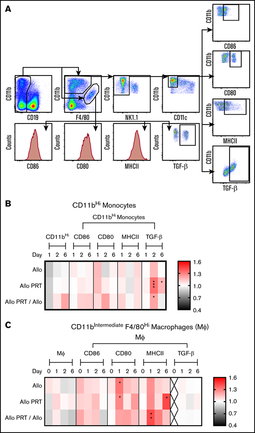 PRT-treated platelets induce TGF-β production in splenic monocytes. The responses of monocytes and Mϕ were examined at 4 hours (day 0) and at days 1, 2, and 6. (A) Cells were gated for monocytes by selecting for CD19- CD11bHi F4/80low(and)intermediate NK1.1− and CD11c− events or gated for macrophages by selecting for CD19− CD11bintermediate/F4/80Hi events. (B) Frequency of CD86+, CD80+, MHCII+, and TGF-β+ events were determined for monocytes with fold change compared with nontransfused group plotted. (C) For macrophages, measurements of median fluorescent intensities for CD86, CD80, and MHCII and frequency of TGF-β+ events were made, with fold change compared with nontransfused group plotted. The frequency of total monocytes and macrophages were derived from total live events and the frequencies of CD86+, CD80+, MHCII+, and TGF-β+ events were derived from total monocytes or macrophages, respectively. “X” labels time points where <2 sets of data are available. Data are combined from 2 or 3 independent experiments (n = 5 per group). *P < .05, **P < .01, ***P < .001.