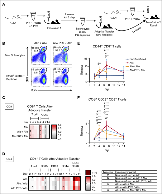 Partial transfer of T-cell tolerance induced by transfusion of UV+R-treated platelets into naive recipient mice. (A) B-depleted splenocytes from mice given a single PRT-treated or untreated allogeneic PRP transfusion were adoptively transferred into naive recipient mice, and the recipients were examined for T-cell responses after a secondary allogeneic challenge with untreated allogeneic PRP transfusion. The recall responses were compared with mice given a single untreated allogeneic PRP transfusion and with nontransfused mice. PC, plasma cell. (B) Representative flow cytometry plots of pooled splenocytes prior to B-cell/plasma cell depletion (top) and after depletion (B220+ CD138+; bottom) for the Allo/Allo group (left) and Allo PRT/Allo group (right) that was used for adoptive transfer. (C-D) Heat maps show fold changes in frequency of activation markers for CD8+ T cells (C) and CD4+ T cells (D) for each group compared with the nontransfused group. (E-F) Frequency of CD44+ events (E) and ICOS+/CD28+ events (F) in the CD8+ T-cell gate. Notation indicates significance between groups. Combined data from 2 independent experiments are shown (n = 3-8 mice per group), and bars indicate mean and standard deviation. *P < .05, **P < .01, ***P < .001, ****P < .0001.