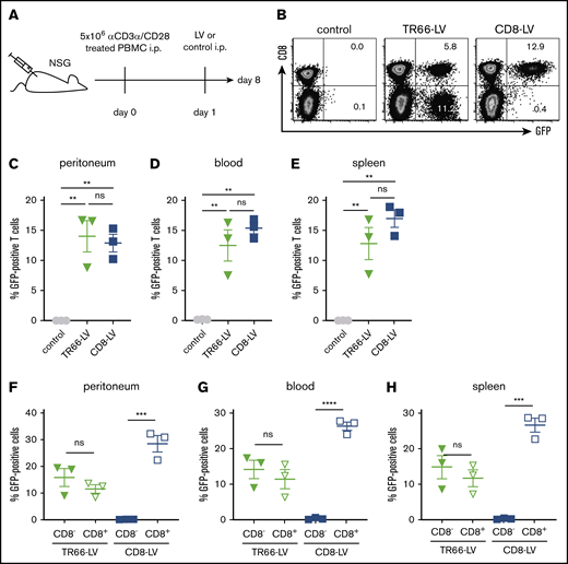 TR66-LV mediates efficient in vivo gene delivery into all T-cell subpopulations. (A) Experimental outline: NSG mice were transplanted with αCD3/αCD28-activated human PBMC by intraperitoneal (IP) injection followed by vector administration 1 day later and analyzed for transgene expression by flow cytometry 7 days after vector application. (B) Representative dot plots show transduced T cells gated from all viable single CD3+ cells harvested from the peritoneal cavity at 7 days after vector injection. (C-E) Scatter plots summarize the percentages of GFP+ cells gated from all viable single CD3+ cells for peritoneum (C), blood (D), and spleen (E). (F-H) Respective scatter plots of GFP+ cells gated from CD4+ and CD8+ T cells isolated from peritoneum (F), blood (G), and spleen (H) at the day of analysis. N = 3 mice per group, mean ± SD. **P < .01, ***P < .001, ****P < .0001 by 1-way analysis of variance with Sidak's or Dunnett's correction.