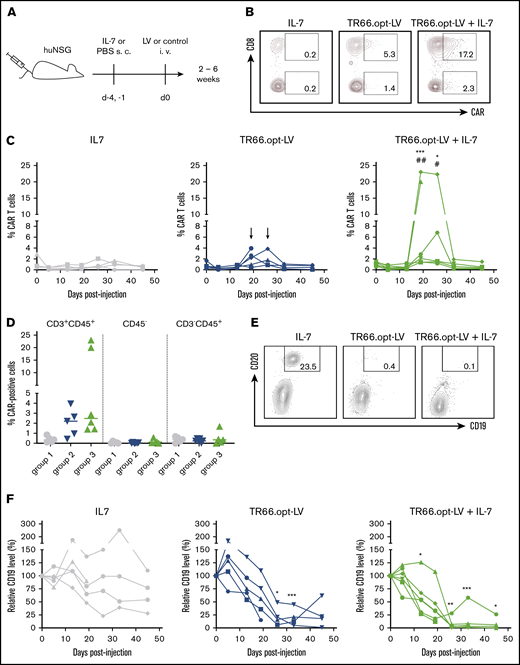 CD3-targeted LVs mediate functional CAR T-cell generation in vivo. For in vivo CAR delivery, huNSG mice were subcutaneously (SC) injected with human IL-7 or phosphate-buffered saline 4 days and 1 day before IV injection of TR66.opt-LV harboring the CD19-CAR or vehicle as control. (A) Experimental outline. (B) Representative plots show CAR+ cells in CD8+ and CD8− T cells at day 26 postinjection of vector. (C) Line diagrams show CAR+ cells in CD3+ cells in the peripheral blood of individual mice in group 1 (IL-7), group 2 (TR66.opt-LV), and group 3 (TR66.opt-LV + IL-7). *,#P < .05, **,##P < .01, ***,###P < .001 comparing group 3 to group 1 (*) and group 2 (#) by 2-way ANOVA with Tukey's correction. Arrows point to tendencies for CAR T-cell detection in group 2, which were not statistically significant. (D) Scatter dot plots compare the percentages of CAR+ cells within the CD3+CD45+ T-cell compartment, CD45− mouse cells and CD3−CD45+ non-T cells. (E-F) B-cell levels were determined in peripheral blood of the animals to assess CD19-CAR T-cell functionality. (E) Representative dot plots show CD19+CD20+ B cells at day 26 postinjection. (F) Line diagrams summarize relative levels of CD19+ cells compared with day 0 in the peripheral blood of individual mice in group 1 (IL-7), group 2 (TR66.opt-LV), and group 3 (TR66.opt-LV + IL-7). All data from n = 5-6 mice per group. *P < .05, **P < .01, ***P < .001 comparing groups 2 and 3 to group 1 by 2-way ANOVA with Turkey's correction.