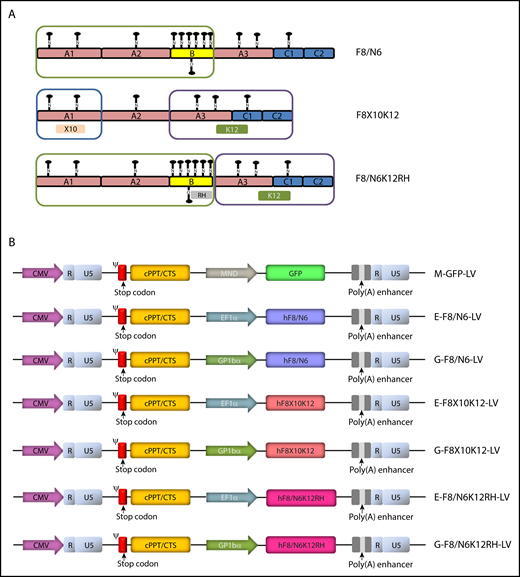 Schematics of new hFVIII variants and LVs incoporating cDNAs encoding GFP or hFVIII varants. (A) hFVIII variants. Compared with F8/N6, F8X10K12 had a deleted B domain, a 10–amino acid change in the A1 domain, and a 12–amino acid change in the light chain, and F8/N6K12RH had a 12–amino acid change in the light chain and an amino acid change at the furin cleavage site within the B domain (position R1645H). (B) Schematics of self-inactivating LV constructs encoding GFP under the control of an MND promoter or various hFVIII variants, including F8/N6, F8X10K12, and F8/N6K12RH, under the control of a ubiquitous EF1α promoter or platelet-specific GP1Bα promoter. CMV, cytomegalovirus; cPPT, central polypurine tract; CTS, central termination sequence.