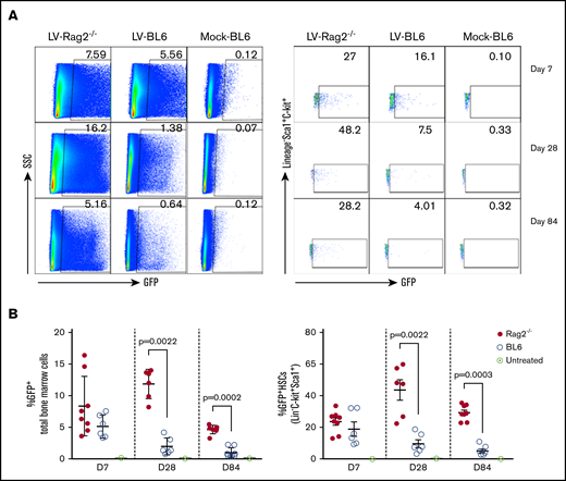 GFP expression in bone marrow cells after IO infusion of M-GFP-LV in immunocompetent and immunodeficient mice. Both C57BL/6J (BL6) and B6(Cg)-Rag2tm1.1Cgn/J (Rag2−/−) mice received IO infusion with self-inactivating LVs encoding GFP under the control of an MND promoter (M-GFP-LV; 1.1 × 108 ifu per animal) or sterile phosphate-buffered saline (20 μL per animal; mock) on day 0. The experimental mice were euthanized on day 7, 28, or 84. The bone marrow cells were isolated, and GFP expression levels in total bone marrow cells (A-B, left) and HSCs (Lin−C-Kit+Sca1+; A-B, right) were examined by flow cytometry. Data are shown as representative flow images (A) and summary plot over time (B). Data shown are expressed as mean ± standard deviation of the mean. Each symbol represents an individual animal. SSC, side scatter.