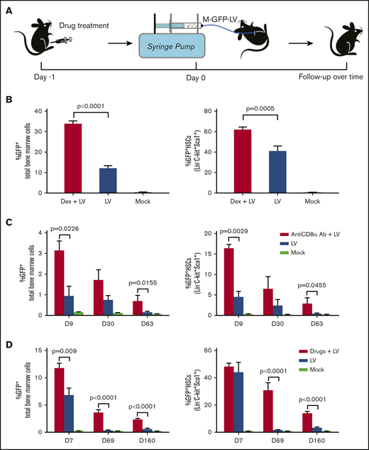 Transient immune suppression to enhance in situ transduction efficiency of bone marrow cells after IO infusion of M-GFP-LVs. (A) Schematic of IO infusion of M-GFP-LV into BL6 mice pretreated with intraperitoneal injection of Dex (5 mg/kg, 4 times: −24, −4, 4, and 24 hours) or anti-CD8α mAb (4 mg/kg, 3 times: days −1, 4, and 11 or 5 times: days −1, 4, 11, 16, and 21) or combined drugs (Dex 4 times + anti-CD8α mAb 5 times). GFP expression in total bone marrow cells and HSCs (Lin−C-Kit+Sca1+) was measured by flow cytometry. (B) BL6 mice were pretreated with Dex after IO infusion of M-GFP-LV (8.8 × 108 ifu per animal; n = 8) or treated with LVs only (n = 6) or sterile phosphate-buffered saline (PBS; 20 μL per animal; mock; n = 3). GFP expression in total bone marrow cells (left) and HSCs (right) was detected on day 7. (C) BL6 mice were pretreated with anti-CD8α mAb (3 times) after IO infusion of GFP-LV (8.8 × 107 ifu per animal; n = 4) or treated with LV only (n = 4) or sterile PBS (20 μL per animal; mock; n = 3). GFP expression in total bone marrow cells (left) and HSCs (right) was detected on days 9, 30, and 63. (D) BL6 mice were pretreated with combined drugs after IO infusion of GFP-LV (3.6 × 108 ifu per animal; n = 6) or treated with LVs only (n = 6) or sterile PBS (20 μL per animal; mock; n = 3). GFP expression in total bone marrow cells (left) and HSCs (right) was detected on days 7, 69, and 160. Data are expressed as mean ± standard deviation of the mean.