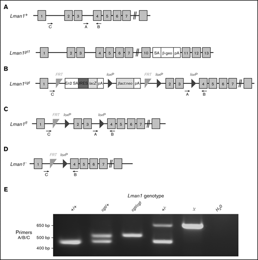 Schematic of Lman1 mutant alleles. (A) Lman1gt1 allele carries a gene trap insertion in intron 10.28 (B) The Lman1 conditional gene trap allele (Lman1cgt) contains a gene trap insertion in intron 1 flanked by 2 FRT sites. Mice carrying this allele were crossed to β-actin FLP transgenic mice.5 Mice heterozygous for the resulting Lman1 “floxed” allele (Lman1fl/+) (C) were crossed to EIIA-Cre+ transgenic mice to excise exons 2 and 3, generating the Lman1 null allele (Lman1–) (D). Gray blocks represent exons. A, B, and C represent genotyping primers. (E) A 3-primer PCR assay (primers A, B, and C) distinguishes the Lman1+ (444 bp), Lman1cgt (508 bp), and Lman1– (635 bp) alleles. The Lman1fl allele (not shown in this image) also generates the same PCR product band as the Lman1cgt allele. βact:neo, human β-actin promoter-driven neomycin cassette; β-Geo, β-galactosidase-neo fusion; cgt, conditional gene trap; En2 SA, splice acceptor of mouse En2 exon 2; fl, floxed; IRES, encephalomyocarditis virus (EMCV) internal ribosomal entry site; lacZ, Escherichia coli β-galactosidase gene; pA, poly-adenylation signal; SA, splice acceptor cassette.
