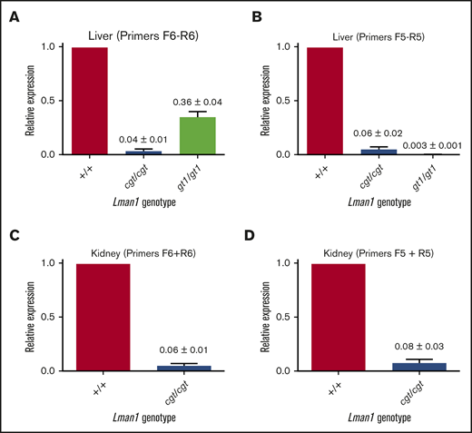 Lman1 mRNA expression levels in Lman1cgt/cgtand Lman1gt1/gt1mice. (A-B) qRT-PCR of liver complementary DNA from Lman1cgt/cgt and Lman1gt1/gt1 mice. (C-D) qRT-PCR of kidney complementary DNA from Lman1cgt/cgt mice. Three mice per genotype were used for qRT-PCR analysis. Horizontal bars represent means, and error bars represent standard error of the mean.