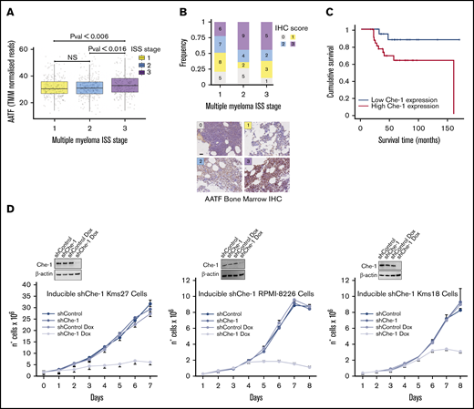 Che-1 overexpression correlates with progression of MM and with poorer clinical outcomes of patients. (A) AATF (ENSG00000108270) gene expression of CoMMpass patient cohort assigned to their relative ISS. Data were obtained from CoMMpass (table IA13a_E74GTF). Raw read counts normalized with the weighted trimmed mean of M-values (TMM). Color scheme: yellow = ISS 1; blue = ISS 2; violet = ISS 3. P value obtained by applying Student t test. (B) Top: The stacked bar plot summarizes the IHC scores associated with the patient samples stained for AATF. x-axis = ISS score, y-axis = frequency; legend = IHC scores. Numbers inside the plot show the available samples per group. Bottom: Representative IHC analysis of the bone marrow of patients with MM analyzed with anti–Che-1 antibody. Scale bar, 100 µm. (C) Kaplan-Meier survival curves for overall survival of 77 patients with MM separated according to Che-1 expression levels. P = .016. (D) Bottom: Cell proliferation analysis of Kms27 (1 × 106), Kms18, and RPMI-8226 (2 × 105) cells infected with LV-THsh/Che-1 (shChe-1) or LV-THsh/Control (shControl), and LV-tTR_KRAB lentiviruses and induced or not with doxycycline (Dox). Error bars represent the standard deviation of triplicate experiments. Top: western blot analysis with the indicated antibodies of total cell extracts from inducible cells treated as above. See also supplemental Figure 1.