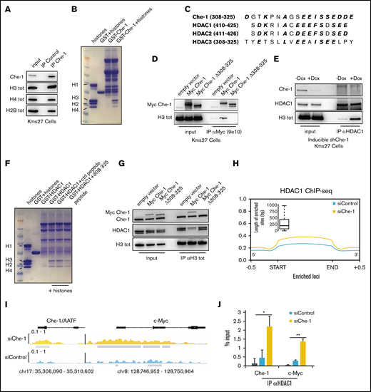 Che-1 displaces HDAC proteins from histones. (A) Kms27 nuclear extracts were immunoprecipitated with anti–Che-1 polyclonal antibody and analyzed by western blot (WB) analysis with the indicated antibodies. (B) Coomassie blue stain of histone proteins incubated with purified GST-Che-1 fusion protein or control GST agarose beads. (C) Sequence alignment of Che-1 and HDAC class I proteins. Conserved amino acid residues are in bold and italic. (D) Nuclear extracts from Kms27 cells transiently transfected with the indicated expression vectors were immunoprecipitated with anti-Myc 9e10 monoclonal antibody and analyzed by WB with the indicated antibodies. (E) Nuclear extracts from inducible ind-shChe-1 Kms27 cells treated or not with doxycycline (Dox) were immunoprecipitated with anti-HDAC1 polyclonal antibody and analyzed by WB with the indicated antibodies. (F) Coomassie blue stain of histone proteins incubated with purified GST-HDAC1 fusion protein or control GST agarose beads in the presence or absence of the indicated peptides. (G) Nuclear extracts from Kms27 cells transiently transfected with the indicated expression vectors were immunoprecipitated with anti-histone H3 antibody and analyzed by WB with the indicated antibodies. (H) Enrichment density of HDAC1 ChIP-seq significant peaks identified in siRNA control (siControl) (blue) and siRNA Che-1 (siChe-1) (yellow) samples. Enrichment density was calculated on the relative size of each peak (start to end of each fragment) extended 500 bp upstream and downstream. Boxplot shows the peak sizes. (I) HDAC1 ChIP-seq signal in siControl (blue) and siChe-1 (yellow) samples at AATF and c-Myc loci. Signal enrichment scale on the y-axis of each site. (J) Kms27 cells transiently transfected with siControl or siChe-1 were subjected to ChIP-qRT using anti-HDAC1 antibody followed by qRT. Data are expressed as percentage of input. Data represent the mean ± standard deviation. P value was calculated by Student t test (n = 3, *P < .0018, **P = .00034). See also supplemental Figure 3.