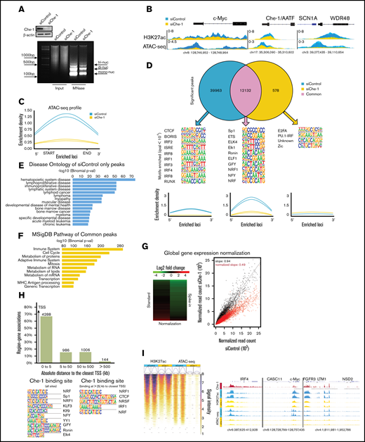 Che-1 modulates active chromatin and global transcription in MM cells. (A) Line traces of representative gel lanes of micrococcal nuclease (MNase) assay (bottom) and corresponding WB analysis with the indicated antibodies of total cell extracts (top) from Kms27 cells transfected with siRNA control (siControl) or siRNA Che-1 (siChe-1). (B) ATAC-seq and H3K27ac signal in siControl (blue) and siChe-1 (yellow) samples at c-Myc, AATF, SCN1A, and WDR48 loci. Signals of each replicate in the 2 categories are overlaid and fitted with transparency. Signal enrichment scale is given on the y-axis of each site. (C) Enrichment density of ATAC-seq significant peaks identified in siControl (blue) and siChe-1 (yellow) samples. Enrichment density was calculated on the relative size of each peak. (D) Top: Venn diagram showing shared and unique peaks in the 2 categories siControl (blue) and siChe-1 (yellow) samples. Middle: Motifs of the top 10 most enriched transcription factors for each category. Q value <10−3. Bottom: Enrichment density of ATAC-seq significant peaks of each category identified in siControl (blue) and siChe-1 (yellow) samples. Enrichment density was calculated on the relative size of each peak. (E) Disease ontology enrichment analysis of the only siControl (blue) significant peaks with the relative P value associated with each entry. Test statistic for binomial distribution. (F) Pathway enrichment analysis of the shared peaks between siControl (blue) and siChe-1 (yellow) samples with the relative P value associated with each entry. Test statistic for binomial distribution. (G) Heat map representation of normalized fold change in RNA spike-in normalized gene expression in Kms27 cells after siChe-1 transfection (left). Spike-in normalized transcriptional output of Kms27 cells transfected as in A (right). (H) Top: Bar chart of Che-1 ChIP-seq signals to the closest gene. Bar chart is representing the absolute distances of Che-1 signals (N = 6000) to the closest gene. x-axis: Absolute distance expressed in kilobase (kb) to the closest transcription start site (TSS). y-axis: Percentage of peak association to the closest genes. Bottom: Motif analysis of Che-1 ChIP signals. Left: Top 10 most significant motifs obtained from the 6000 Che-1 ChIP binding sites (Q value <10−41). Right: Significant motifs of Che-1 binding signals at >5 kb to the closest TSS (Q value <0.05). (I) Left: ATAC and H3K27ac signal intensity of siControl (blue) and siChe (yellow) at 6000 Che-1 ChIP binding sites. Signal intensity from 1 (weak) to 8 (strongest). Right: Normalized Che-1 ChIP (red), H3K27ac ChIP and ATAC-seq signal at IRF4, CASC11, c-Myc, FGFR3, LTM1, and NSD2 genes. See also supplemental Figure 4. MSigDB, Molecular Signature Database.