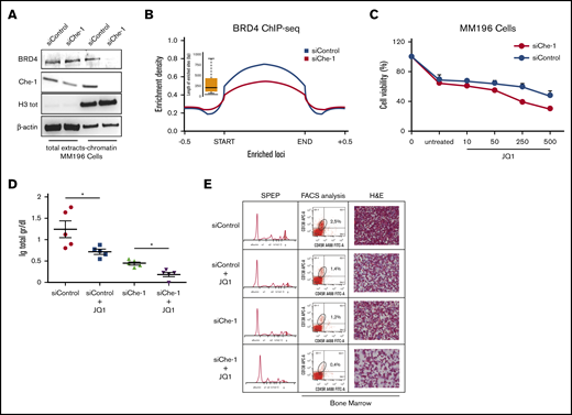 Che-1 depletion sensitizes MM cells to BET inhibitors. (A) Western blot (WB) analysis with the indicated antibodies of total cell extracts and chromatin extracts of MM196 cells nucleofected with siRNA control (siControl) or siRNA Che-1 (siChe-1) oligonucleotides. (B) Enrichment density of BRD4 ChIP-seq significant peaks identified in siControl (blue) and siChe-1 (yellow) samples. Enrichment density was calculated on the relative size of each peak extended 500 bp upstream and downstream. (C) JQ1 sensitivity of MM196 cells nucleofected as in A calculated by measurement of cell viability after 72 hours of treatment with JQ1 (10, 50, 250, or 500 nM). Error bars represent the standard deviation of triplicate experiments. (D) Total levels of serum Ig in recipient C57BL/6J mice transplanted with CD138+ MM cells isolated from bone marrow of Vk*Myc mice, transfected with siChe-1 or siControl oligonucleotides and treated with 100 nM JQ1 for 2 days. In vivo treatment with JQ1 (or vehicle control) was initiated at day 10 after transplantation. *P < .0001. (E) Representative serum protein electrophoresis (SPEP) (left), fluorescence-activated cell sorter (FACS) analysis (middle), and bone marrow hematoxylin and eosin (H&E) analysis (right) of recipient C57BL/6J mice transplanted and treated as in D. Scale bar, 100 μm. See also supplemental Figure 6.
