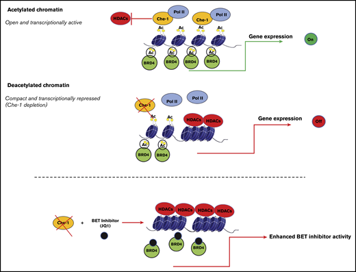 Model explaining how Che-1 sustains chromatin accessibility. Che-1 competition with HDAC1 for histone binding allows their higher acetylation, thus favoring a more open chromatin status, and activation of transcription (top). Che-1 depletion decreases BRD4 recruitment onto DNA and enhances JQ1 antiproliferative activity (bottom).