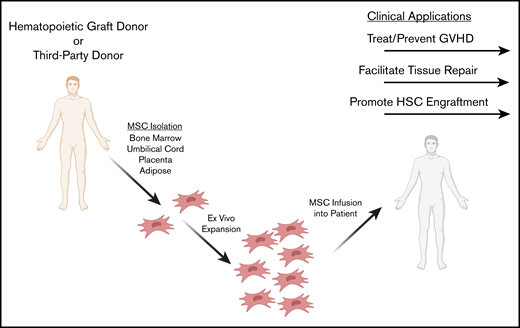 Potential clinical applications of MSCs as adjunct cell therapies in HCT. MSCs may be isolated from a third-party or HLA-matched donor. A variety of MSC tissue sources are being explored for ex vivo expansion, including bone marrow, adipose, umbilical cord, and placenta. MSCs are ex vivo expanded and infused IV into the patient in the context of HCT. Clinical application during HCT includes preventing and treating GVHD, repairing tissue damaged from the conditioning regimen, and facilitating hematopoietic cell engraftment.