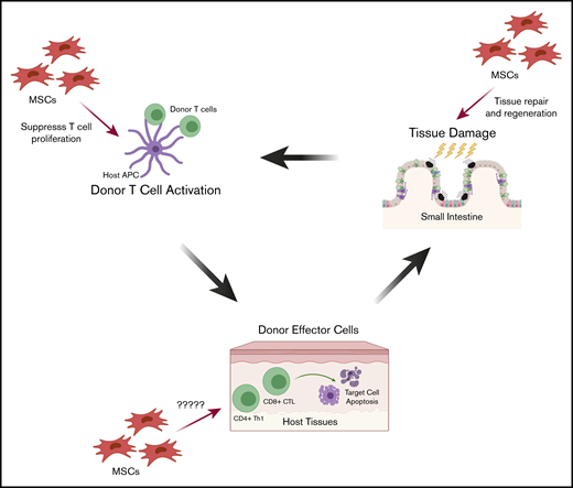 Proposed mechanisms by which MSCs may treat and prevent aGVHD during pathogenesis. The 3 stages of aGVHD pathogenesis provide opportunities for IV-infused MSCs for prophylaxis and treatment, through cell-cell contact or secreted mediators. First, tissue injury induced by the conditioning regimen (radiation and/or chemotherapy) causes inflammation and secretion of inflammatory cytokines. MSCs migrate to these sites of inflammation where they may limit tissue damage and promote healing and tissue regeneration. Second, following HCT, donor T cells are activated by host antigen-presenting cells (APCs), and MSCs may traffic to sites of alloactivation and suppress proliferation of activated T cells. Third, activated donor T cells target host tissue immune injury. Although less is known about how MSCs act in the third stage, MSCs could migrate to sites of graft-versus-host interactions and inhibit the local immune response. CTL, cytotoxic T lymphocyte.