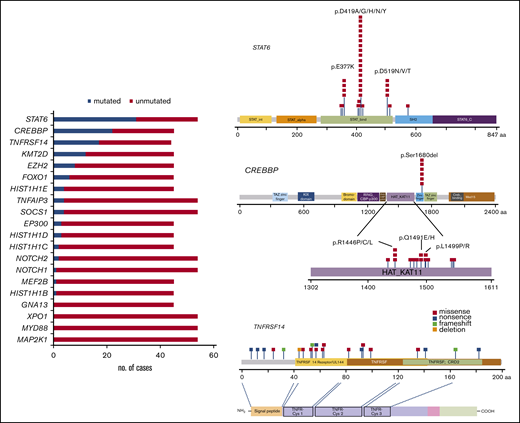 Mutational landscape of 54 t(14;18)−FLs. Bar graphs (left) show the 20 genes analyzed, and the results are given in number of mutated (blue) and nonmutated (red) cases. A diagram of the relative positions of driver mutations (right) is shown for STAT6, CREBBP, and TNFRSF14. The x-axis indicates the amino acid positions. The approximate location of somatic mutations identified in each gene is indicated. STAT6 mutations are mainly in the DNA binding domain with 3 hot spots. Mutations in CREBBP are mainly identified in the HAT-KAT domain and a hot spot in p.S1680del. Mutations in TNFRSF14 are identified mainly in the 3 first exons. The protein with its different domains (bottom) and the cysteine repeats TNFR-Cys 1-3. Domains of the protein are represented according to the Uniprot database (www.uniprot.org).