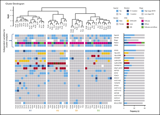 Cluster analysis of 45 t(14;18)−FL cases. Only patients with complete mutational analyses were included. Independent clinical and morphological variables for cluster analysis are depicted. The cluster analysis includes NGS results and frequent CNA affecting frequently mutated gene loci. Each column represents one patient and each line one specific analysis. On the right side of the figure, the frequency of the particular result of the analysis is shown. Four identified molecular groups are labeled as A1, A2, B1, and B2.