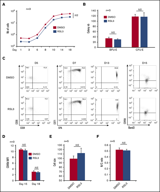 Effects of GPX4 inhibition on human in vitro erythropoiesis from CD34+cells to orthochromatic erythroblasts. (A) Effect of GPX4 inhibitor, RSL3 at 1 µM, vs DMSO on cell counts from day 1 to day 18 during in vitro erythroid differentiation from peripheral blood CD34+ cells. Dead cells were excluded using trypan blue staining (n = 3). (B) Effect of GPX4 inhibitor, RSL3 at 1 µM, vs DMSO on clonogenic activity of erythroid progenitors. No differences in BFU-E and CFU-E counts were noticed (n = 3). (C) FCM dot plots assessing erythroid differentiation at early day 5 (CD34/CD36), intermediate day 7 and day 13 (CD71/GPA), and late day 15 (CD49d/Band 3) stages, in DMSO and 1 µM RSL3 conditions. Dot plots were obtained from 1 representative experiment (n = 3). (D-F) Comparative assessment of 3 features of orthochromatic erythroblast maturation between 1 µM RSL3 and DMSO-treated cells: mean fluorescence intensity (MFI) of CD49d assessed by FCM showing its kinetics of decrease between day 15 and day 18 (n = 3) (D), IFC analysis of cell size (E) and nucleocytoplasmic ratio (F), at day 18 to day 20 (depending on the kinetics of differentiation) (n = 5). None of these parameters were statistically different between DMSO and RSL3 conditions. A trend toward a higher cell size after RSL3 exposure was observed, but below significance threshold (P = .09). Statistical significance determined by Student t test. Error bars are SEM. NS, nonsignificant.