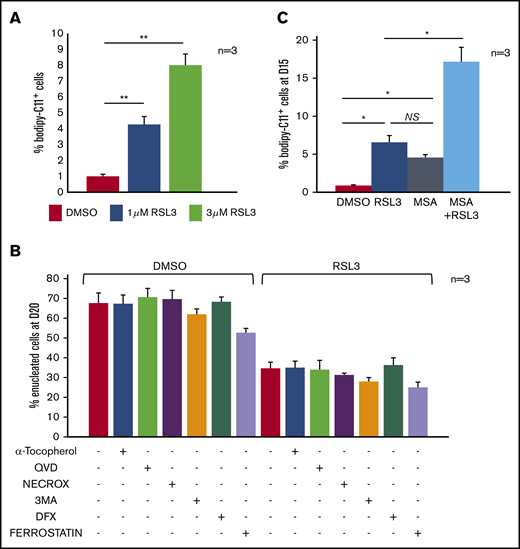 Enucleation defect induced by GPX4 inhibition was not related to ferroptosis in human primary erythroblasts. (A) FCM quantification of lipid ROS using 11C-BODIPY581/591 staining in primary erythroblasts treated with RSL3 at 2 concentrations (1 µM and 3 µM) during 12 hours. H2O2 was used as positive control inducing a shift >70% (not shown). RSL3 induced a dose-dependent, statistically significant but weak increase in the percentage of positive cells (n = 3). Percentage of 11C-BODIPY581/591+ cells. DMSO vs 1 µM RSL3: 1% ± 0.1% vs 4% ± 0.5%, P < .05; 1 µM RSL3 vs 3 µM RSL3: 4% ± 0.5% vs 8% ± 0.7%, P < .01. (B) Histogram showing quantification of enucleated GPA+/Hoechst− cells (%) at day 20 in DMSO and 1 µM RSL3-treated cells, with and without ferroptosis inhibitors (100 µM α-tocopherol, 2 µM ferrostatin, 5 µM deferoxamine), 20 µM apoptosis inhibitor (QVD), 10 µM necroptosis inhibitor (Necrox), and 5 mM autophagy inhibitor (3MA). There was no statistically significant difference in the enucleation rate between DMSO and all of the different inhibitors tested (n = 3). (C) Induction of membrane lipid peroxidation assessed by FCM and 11C-BODIPY581/591 staining after inhibition of GPX4 using 1 µM RSL3 and inhibition of the GPX activity of PRDX6 using 40 µM MSA (n = 3). DMSO vs RSL3 and MSA, P < .05; RSL3 vs MSA, P: NS; RSL3 or MSA vs RSL3 + MSA, P < .05. *P < .05; **P < .01. Error bars are SEM.