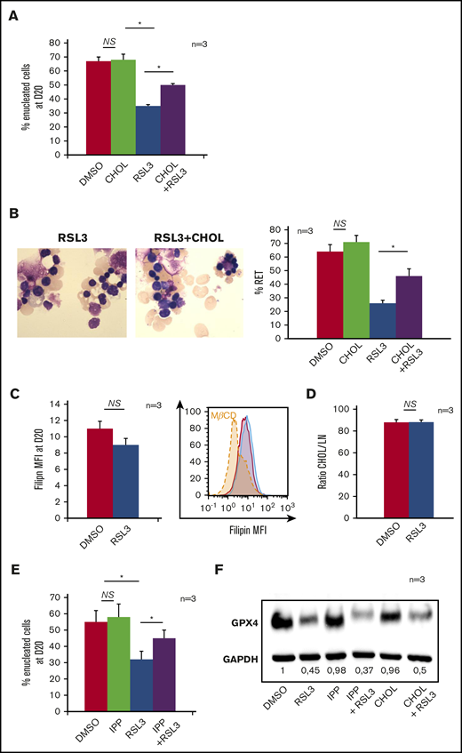 Mevalonate pathway molecules partially reverted the enucleation defect induced by GPX4 inhibition. (A) FCM histogram showing quantification of enucleated day 20 GPA+/Hoechst− cells treated with DMSO or 1 µM RSL3, with and without adding 10 μM cholesterol (CHOL) at day 14 in the culture medium (n = 3). Percentage of enucleated cells. RSL3 vs RSL3 + CHOL, 35% ± 1% vs 50% ± 1.6%, P < .01. (B, left) Day 20 MGG staining (magnification ×100) of DMSO, 10 µM CHOL, 1 µM RSL3 and RSL3 + CHOL conditions. (B, right) MGG staining count of orthochromatic erythroblasts and reticulocytes (%) (n = 3). Percentage of RET. RSL3 vs RSL3 + cholesterol: 26% ± 4% vs 46% ± 6%, P < .05. (C) Day 20 cholesterol quantification in RSL3- and DMSO-treated cells using filipin staining on FCM after cell fixation. Left, Filipin MFI DMSO vs 1 µM RSL3: 11 ± 0.9 vs 9 ± 0.2, n = 3, P = NS. Right, A representative histogram of 3 independent experiments; methyl-β-cyclodextrin (MBCD) was used as a control of cholesterol depletion. (D) Left, Histogram showing quantification of cholesterol/total neutral lipids ratio measured by the gas chromatography with flame-ionization detection method as described in “Methods” and normalized by protein quantity in day 20 erythroblasts (n = 3). Percentage of CHOL/NL DMSO vs 1 µM RSL3: 87.9% ± 2.6% vs 88.2% ± 2%, n = 3, P = NS. (E) Histogram showing FCM quantification of enucleated day 20 GPA+/Hoechst− cells treated with DMSO or 1 µM RSL3, with and without 5 µM IPP, at day 20 (n = 3). IPP partially restored the enucleation defect induced by RSL3. Percentage of enucleated cells RSL3 vs RSL3 + IPP: 31% ± 5% vs 45% ± 5%, P < .05. (F) Representative immunoblot from 3 independent experiments showing that the 1 µM RSL3-related GPX4 knockdown at the protein level was not reverted by 10 µM cholesterol or 5 µM IPP. Numbers represent mean GPX4/GAPDH ratio of each condition relative to DMSO (n = 3). *P < .05. Error bars are SEM.