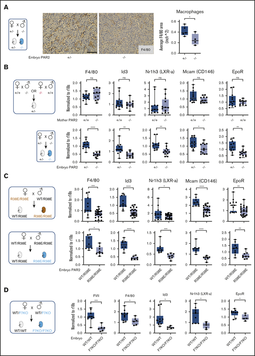 Embryonic PAR2 regulates fetal liver macrophages. (A) Fetal livers were collected from PAR2+/− and PAR2−/− embryos at E15.5, resulting from the mating of a PAR2+/− mother with a PAR2−/− father. Each point in the graph is the average F4/80 area from ≥8 field of views per mouse. Scale bar, 50 µm. Fetal livers were collected at E13.5 (B) and at E15.5 (C) from different timed mating strategies of PAR2 signaling–deficient mice, and mRNA gene expression for macrophage markers and regulators of apoptotic cell clearance capacity was analyzed. (D) Fetal livers were collected at E15.5 from mating of heterozygous FVII-deficient mice (WT/F7KO), and mRNA expression of FVII and macrophage differentiation markers was determined for WT (WT/WT) and FVII-deficient (F7KO/F7KO) embryos. All data are mean ± standard deviation. *P < .05, **P < .01, ***P < .001, ****P < .0001, Mann-Whitney U test for Nr1h3 (B) and Id3 (D); all other P values were calculated using the Student t test.