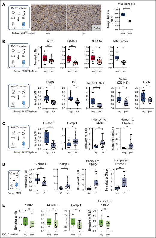 Macrophage PAR2 regulates fetal erythropoiesis. (A) Immunohistochemistry of fetal livers collected from PAR2flfl-LysMcre and PAR2flfl control embryos at E15.5 and stained for the macrophage marker F4/80. Scale bar, 50 µm. (B) mRNA expression in fetal livers was analyzed for erythroid master regulators, β-globin, F4/80, macrophage markers, and regulators of apoptotic cell clearance capacity. Fetal livers were collected from PAR2flfl-LysMcre and PAR2flfl embryos at E15.5 (C) and from PAR2+/− and PAR2−/− embryos at E13.5 (D), and mRNA expression of DNase II and Hamp-1 was normalized to r18s. To compensate for reduced macrophage numbers, Hamp-1 expression was also normalized to F4/80, using the data depicted for the corresponding genotypes in panel B or Figure 3B or it was normalized to DNase II by calculating the expression relative to F4/80 or DNase II for each embryo. All data are mean ± standard deviation. (E) Livers were collected from 9- to 10-week-old adult female mice, and F4/80, DNase II, and Hamp-1 mRNA expression was normalized to r18s or F4/80. (A-D) *P < .05, **P < .01, ***P < .001, ****P < .0001, Mann-Whitney U test for Id3 and Nr1h3 (B), Hamp-1 to F4/80 and Hamp-1 to DNase II (C), and Hamp-1 and Hamp-1 to F4/80 (D); all other P values were calculated using the unpaired Student t test. (E) Mann-Whitney U test for F4/80; all other P values were calculated using the unpaired Student t test. neg, negative; pos, positive.
